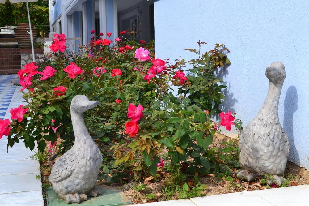 B And B Della Mimosa Ντεζεντσάνο ντελ Γκάρντα Εξωτερικό φωτογραφία